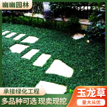 盘装玉龙草种植基地批发四季长青丛生玉龙草地被矮麦冬草绿化草坪