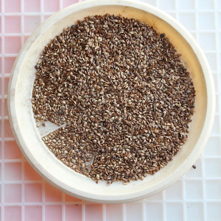 批发松柏种子 新采落叶松种子 质量保证 量大优惠 价格从优