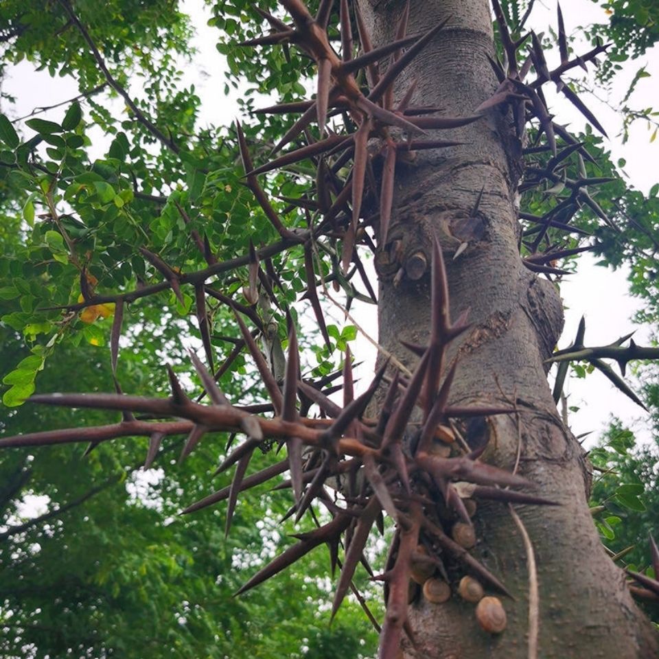 材皂刺 纯刺 野生皂角刺 皂荚刺 天丁 皂刺新货100克包邮