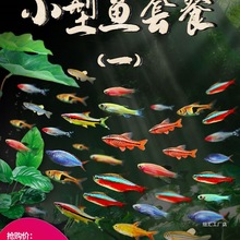 热带观赏活鱼好养宝莲灯斑马淡水金鱼苗天使孔雀小型红绿灯科小鱼