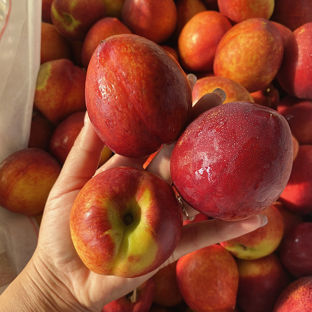 陕西露天黄肉油桃5斤 新鲜水果桃子