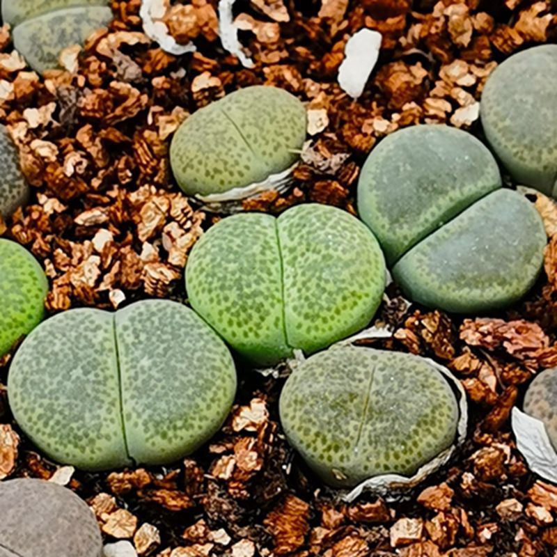 大棚基地直供批发多肉植物生石花绿碧琉璃绿植盆栽花卉园艺石头花
