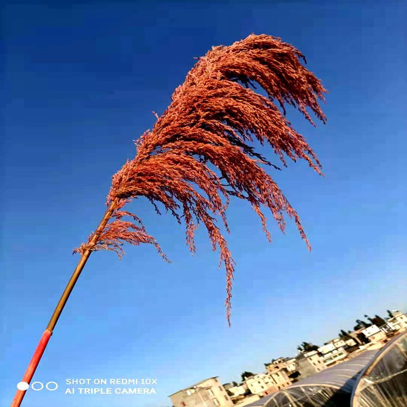 永生花大芦苇客厅居家装饰花材保鲜花大芦苇吸色永生铁杆芦苇