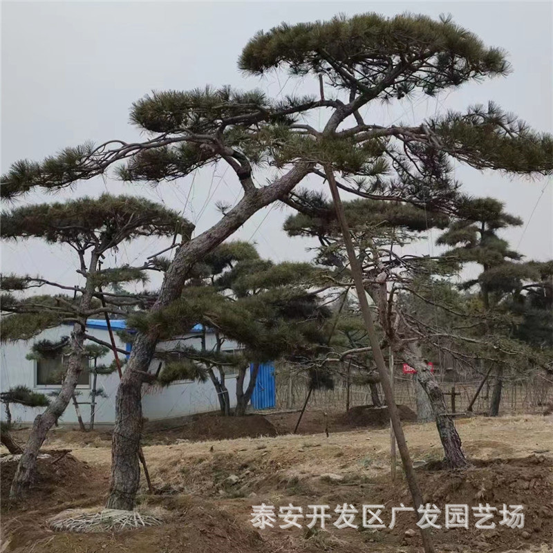山东绿化苗基地供应迎客松 造型松 油松  园林景观绿化造型景松