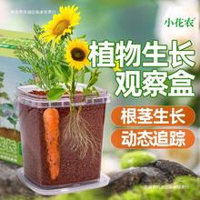 植物生长观察盒儿童小学幼儿园种菜玩具阳光种植房科学小实验套装