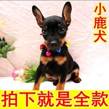 小鹿犬小狗幼犬懒人宠物型鹿狗好养茶杯犬小奶狗迷你小狗活物幼崽