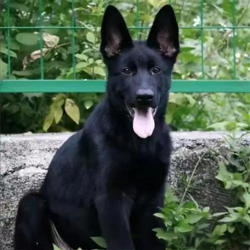 纯种双血统东德牧羊犬幼犬活体狼灰东德看家护院犬工作犬大型犬