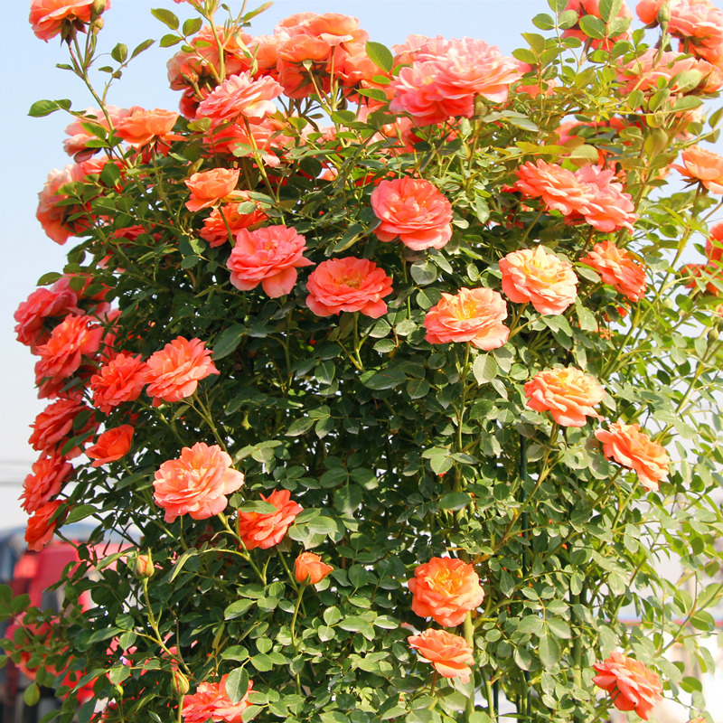 藤本月季 甜梦 爬藤爬墙攀援庭院植物盆栽多季开花花期带花苞发货