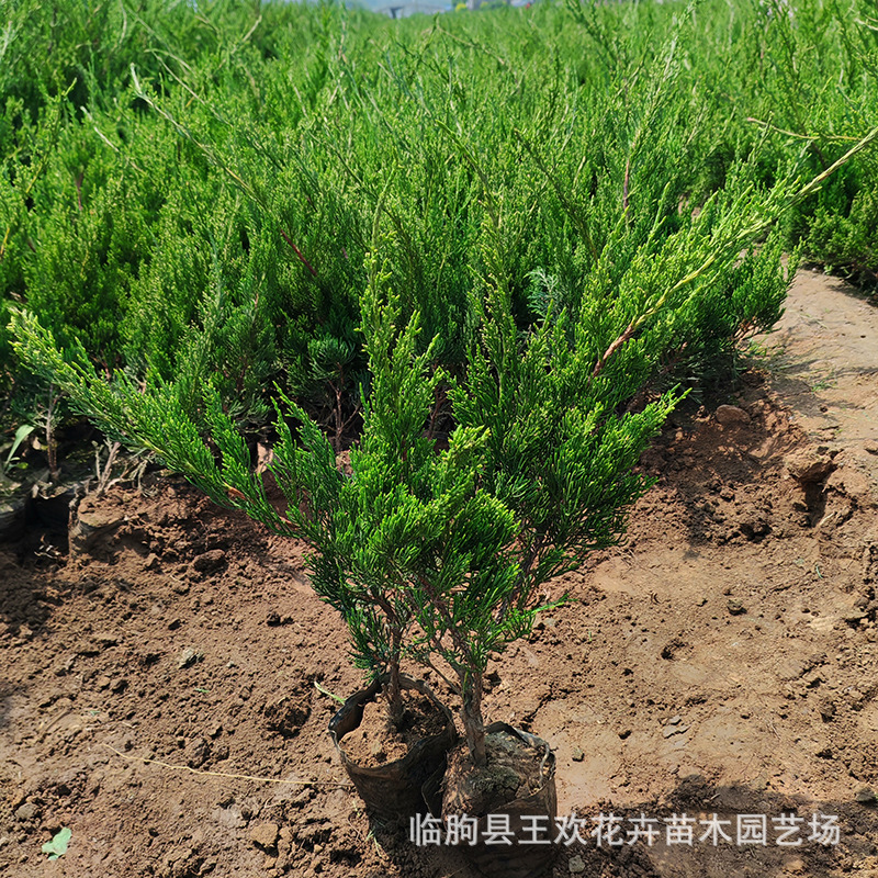 小龙柏盆栽绿化苗木龙柏树工程绿化灌木花卉龙柏绿篱植物基地批发