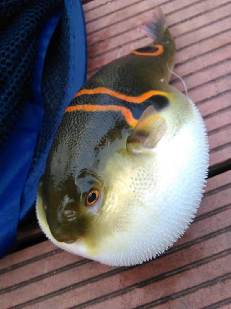 狗头弓斑河豚淡水热带鼓气泡宠物鱼潜水艇斑马好养活体观赏鱼包邮