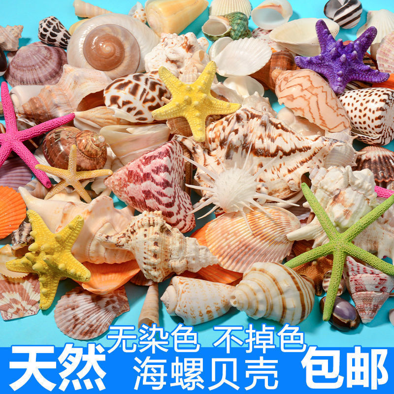 贝壳海螺贝贝混装家居装饰幼儿园儿童diy鱼缸造景标本礼物跨境
