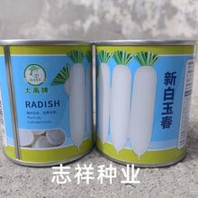 白长萝卜种子新白玉春白萝卜种籽春秋露地种耐抽苔不易糠心50克