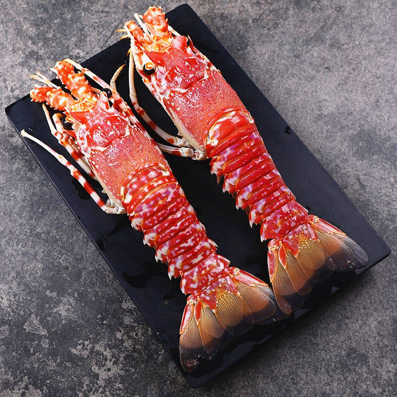 5只包邮红玫瑰龙海捕玫瑰龙虾红青龙虾海鲜水产非澳龙花龙