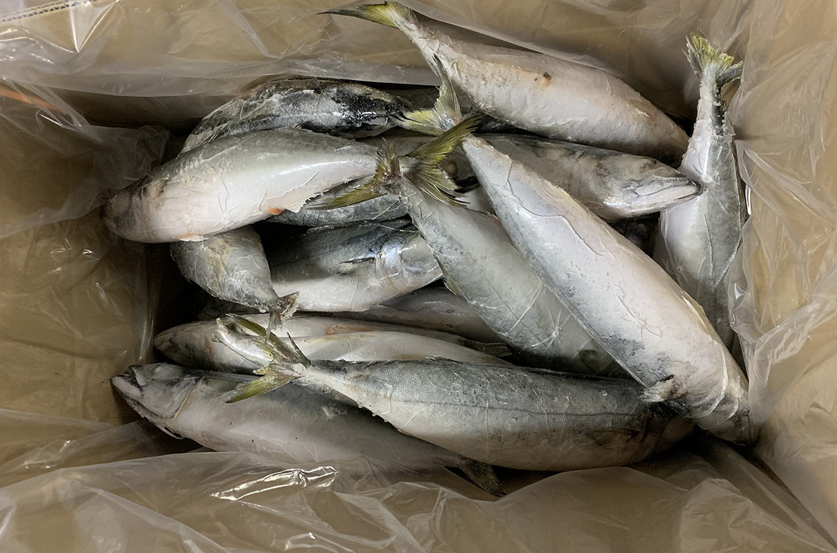 灯光船冻鲭鱼改单冻20-25条箱 速冻青条鱼冷冻水产青花鱼定制加工