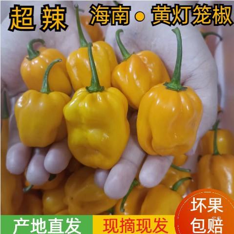 海南三亚发货 特辣 现摘 海南新鲜黄灯笼椒黄辣椒辣椒变态辣-阿里巴巴