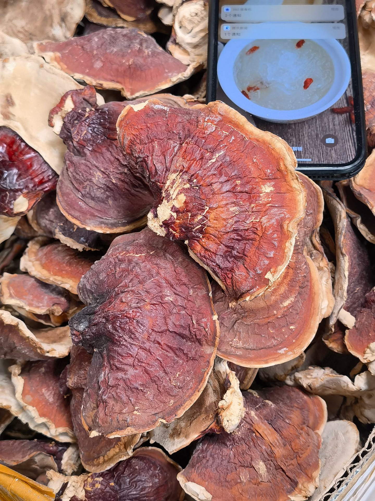 正宗长白山金边林下松杉灵芝 野生松杉灵芝500g 批发代发-阿里巴巴