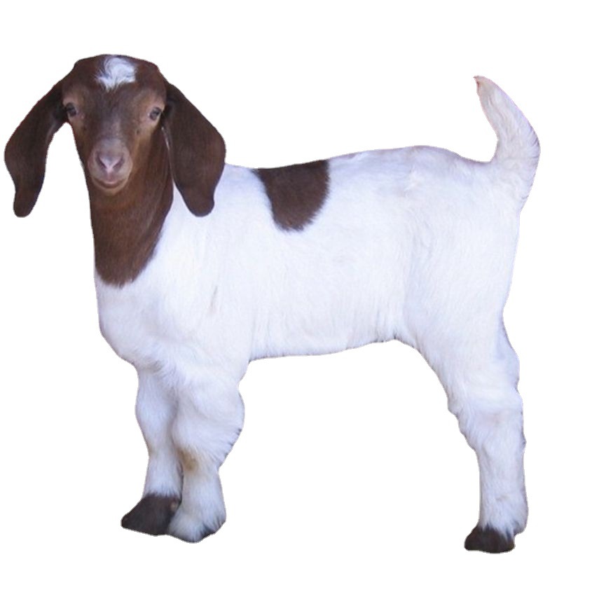 养羊场常年直供波尔山羊孕羊和会吃草羊羔 肉羊 到家能干活种公羊