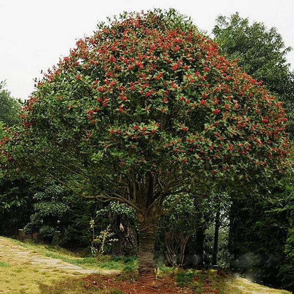 基地供应乔木绿化工程红果冬青大树