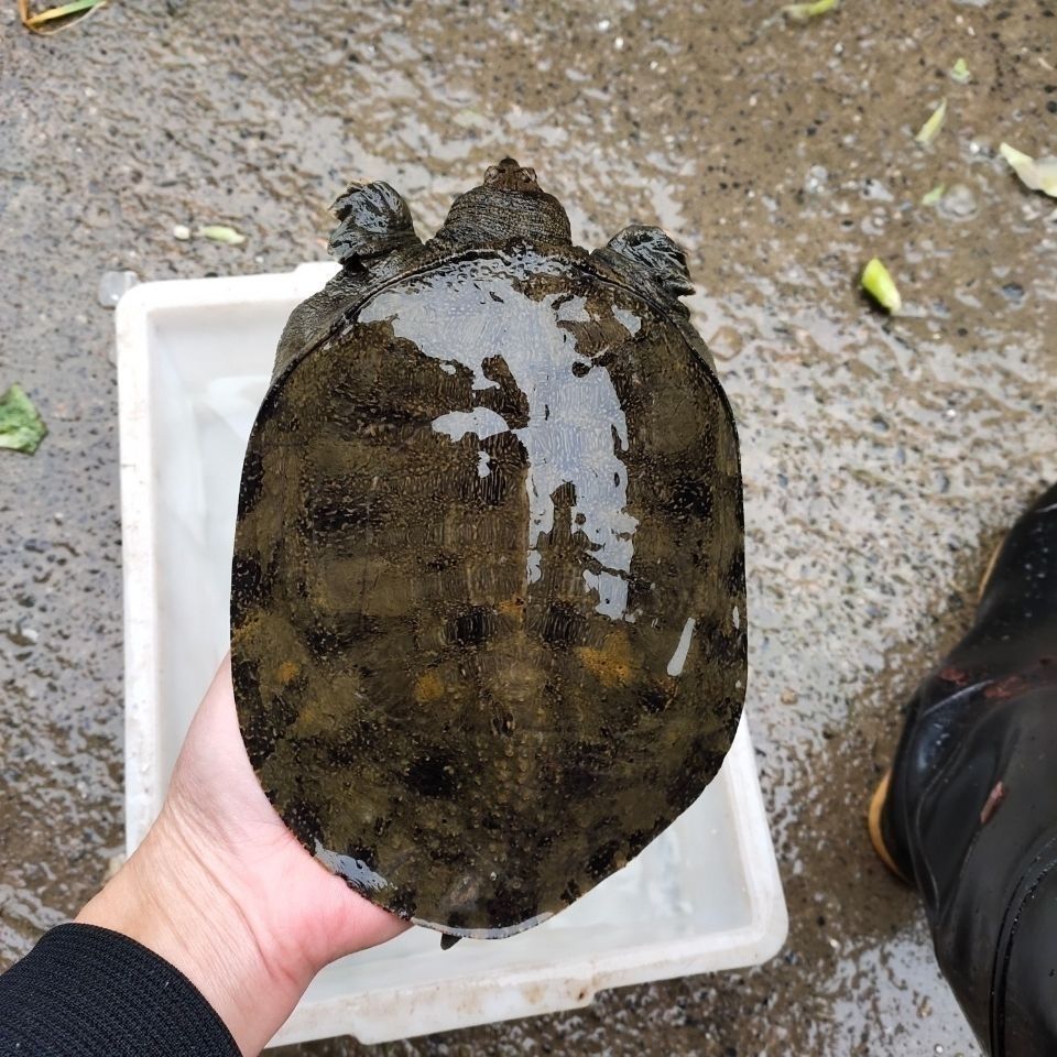 黑花甲鱼中华鱼老鳖脚鱼团鱼水鱼王八鲜活水产生态放养野生活体.