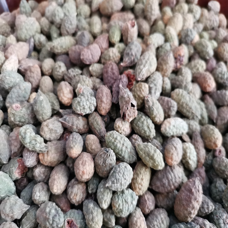 野西瓜 老鼠瓜 产自新疆吐鲁番 千珍中药材 实物拍照 1斤-阿里巴巴