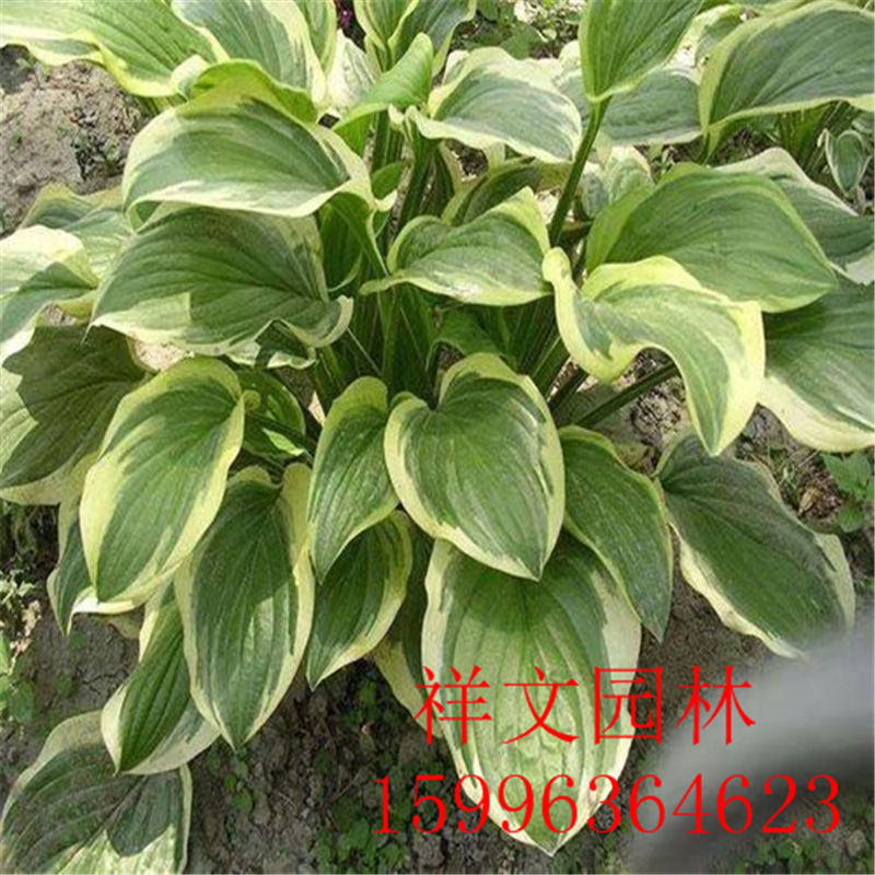 基地出售 玉簪 青叶玉簪花 金边玉簪 花叶玉簪 盆栽植物 园林绿化