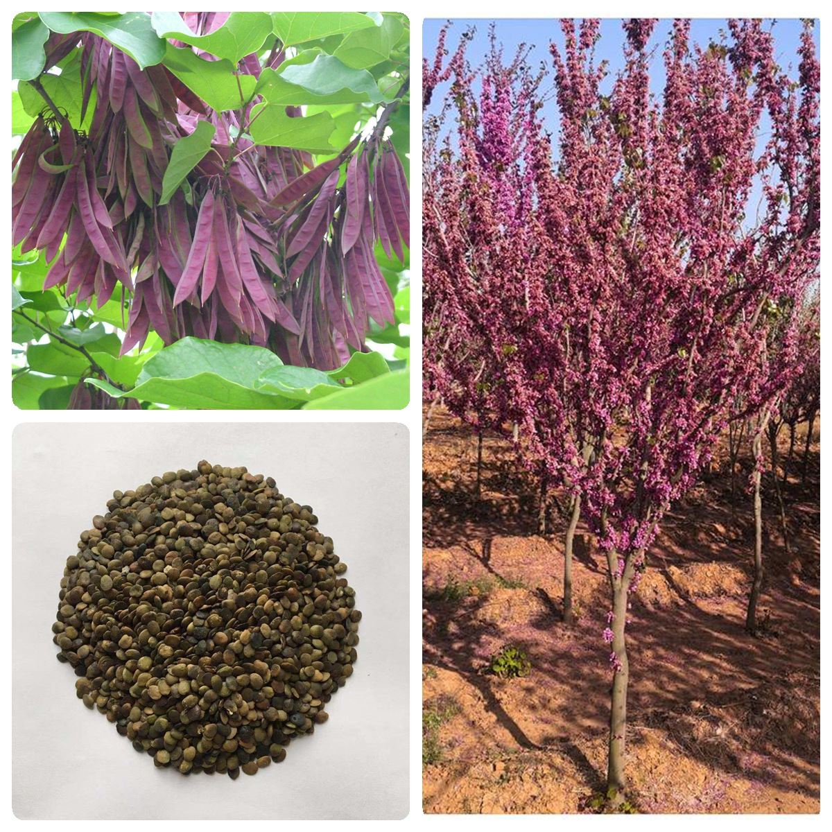 林木种子新采紫荆种子巨紫荆种子紫荆树种子紫荆花种庭院花卉种子