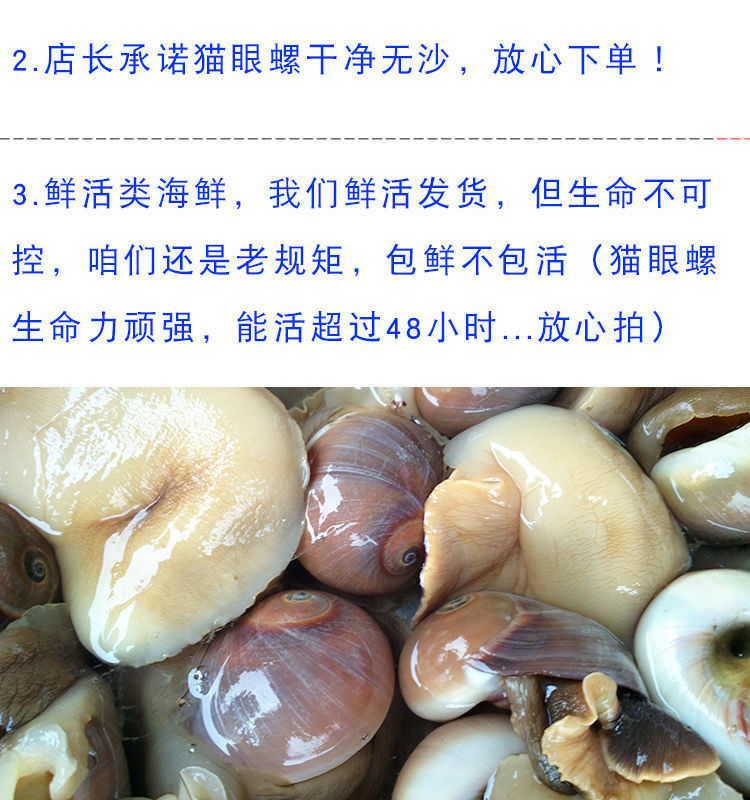 【鲜活猫眼螺】大香螺沙螺肚脐螺小香螺翡翠螺贝类扁玉螺码头直发