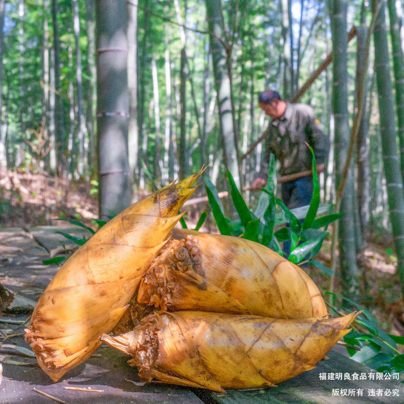 福建笋新鲜-福建笋新鲜厂家,品牌,图片,热帖-阿里巴巴
