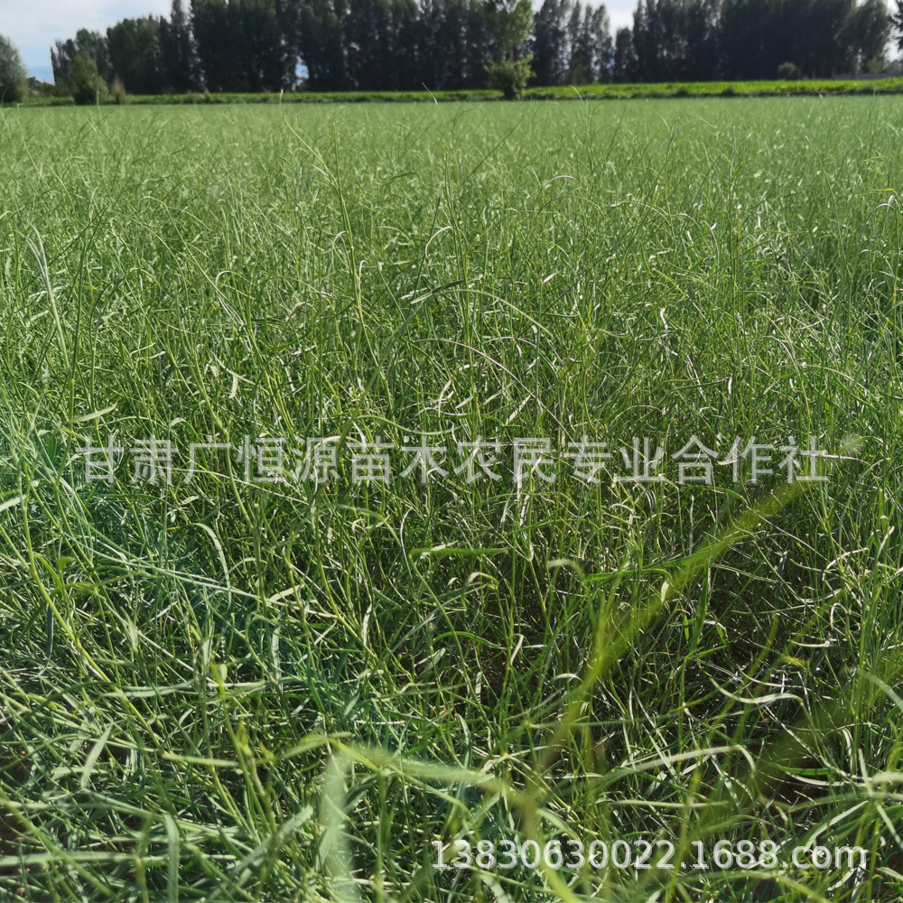 花棒苗价格1年生花棒苗木治沙造林树苗