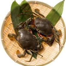 潮洲饶平青蟹海蟹crab肉蟹鲜活螃蟹水产海水养殖对虾海鲜