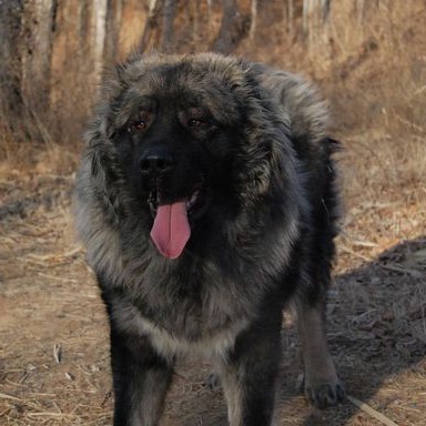 纯种高加索牧羊犬幼犬活体大骨架长毛大型猛犬看家护院忠诚护主狗