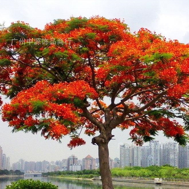 名贵风水树凤凰木红花楹树苗庭院花树耐寒植物南方绿化风景树