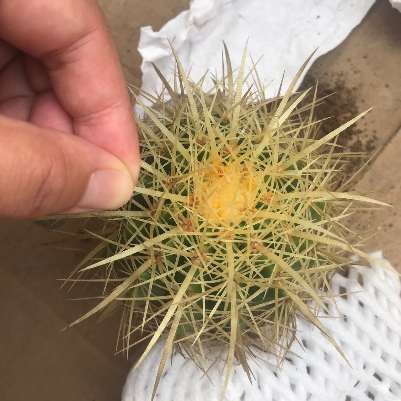 仙人球盆栽多肉掌形多肉植物长刺狂刺金虎仙人掌沙漠植物