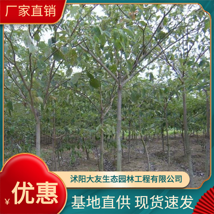 供应各种工程植物 苗 基地直销  灯台树乔木