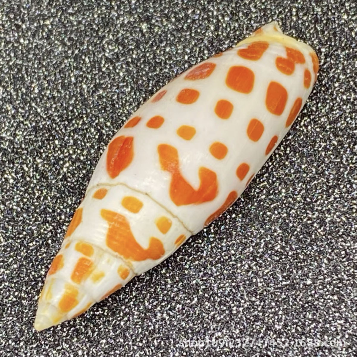 爱贝来自然海螺贝壳 锦鲤红笔螺 装饰工艺品摆件海洋生物标本收藏