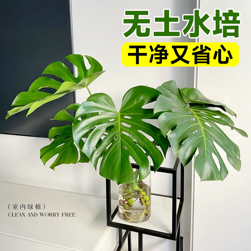 龟背竹水培植物盆栽老桩大叶龟背竹办公室内花卉新房吸除甲醛绿植