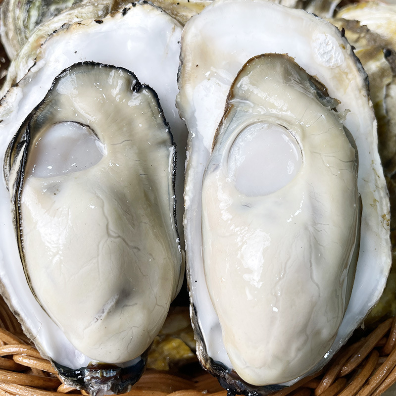 正宗霞浦蚝王生蚝鲜活新鲜牡蛎带壳海鲜水产海蛎子顺丰烧烤生蚝王