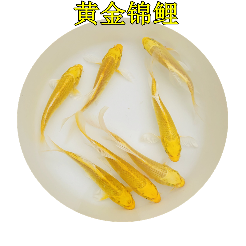 观赏鱼纯种日本锦鲤浅黄锦鲤蓝背五福锦鲤蓝色锦鲤活体风水鱼招财