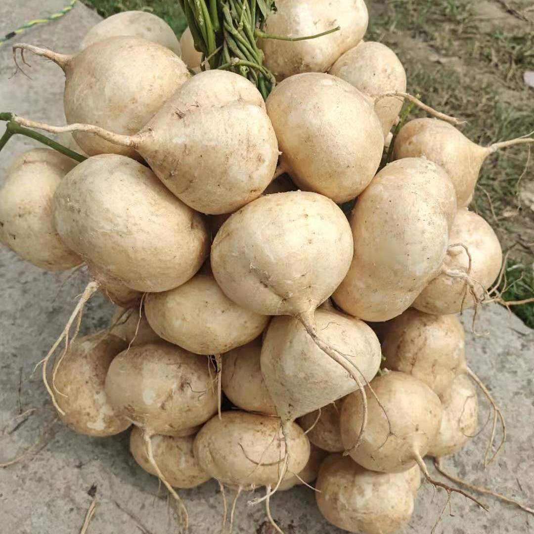广西农家新鲜凉薯地瓜红土现挖白地瓜脆甜时令孕妇水果地萝卜9斤
