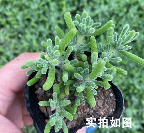 枝干番杏 荧光兔 实拍 多肉植物基地直销量大从优