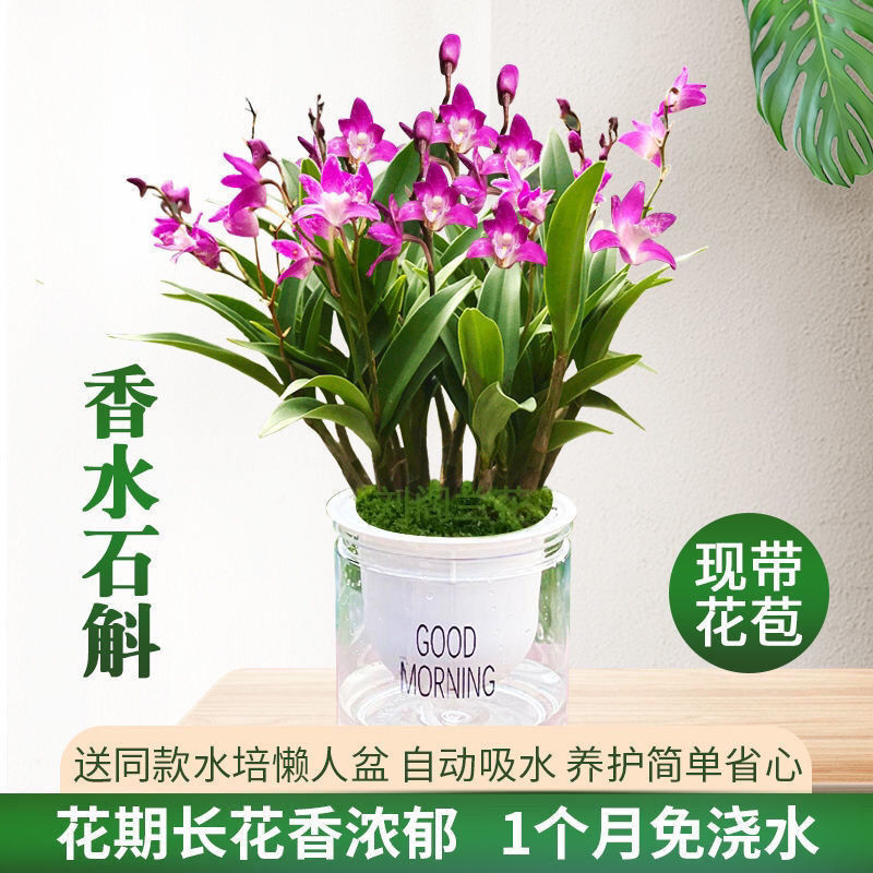 石斛兰水培水养四季花开香水石斛浓香型花卉室内懒人盆栽绿植