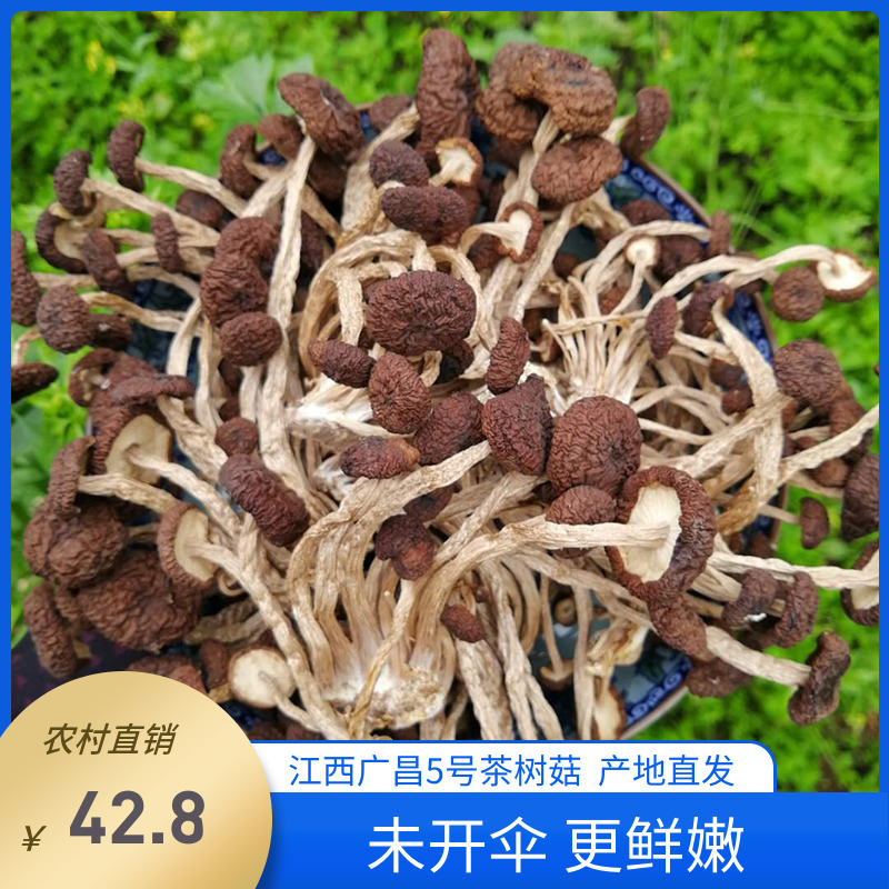 江西广昌5号茶树菇散装食材未开伞小帽茶树菇干货食用农产品500克