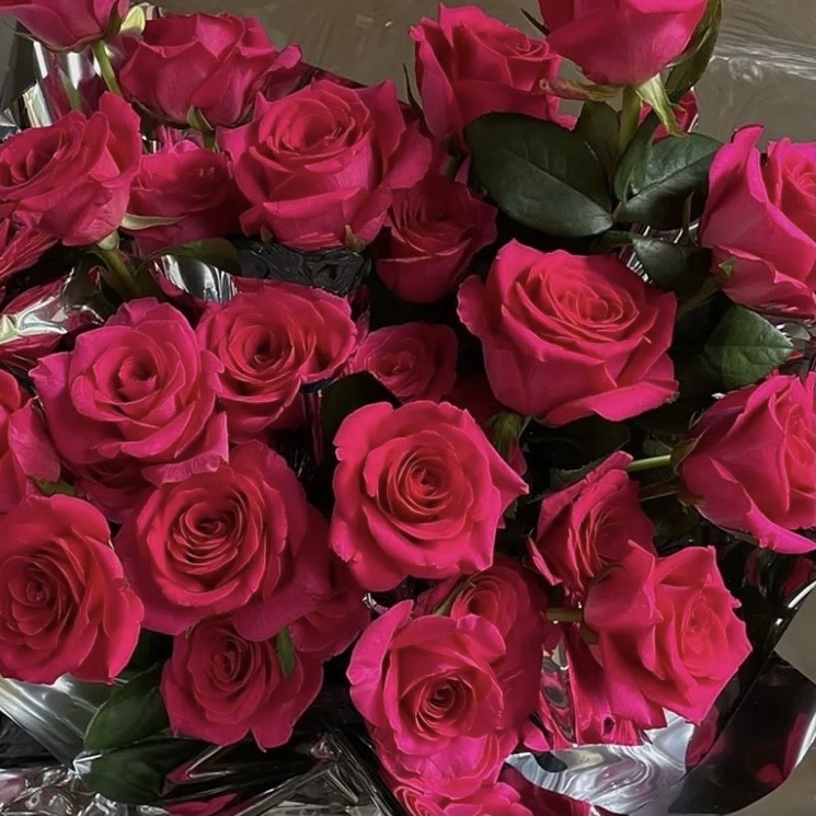 弗洛伊德 新品月季玫瑰花苗 阳台盆栽庭院地栽多季节开花丰花灌木