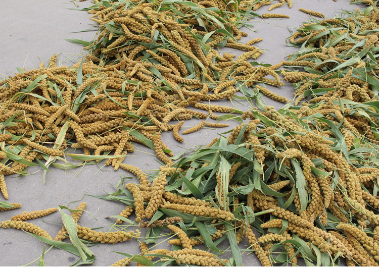 山东沂蒙山黄小米 农家宝宝辅食月子米出米油5斤布袋新米一件代发