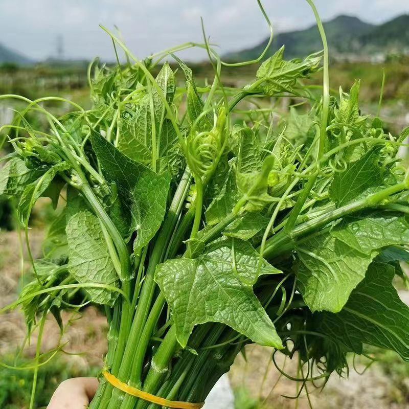 贵州新鲜捧瓜尖佛手瓜嫩尖龙须菜洋瓜尖叶当季孕妇蔬菜-阿里巴巴