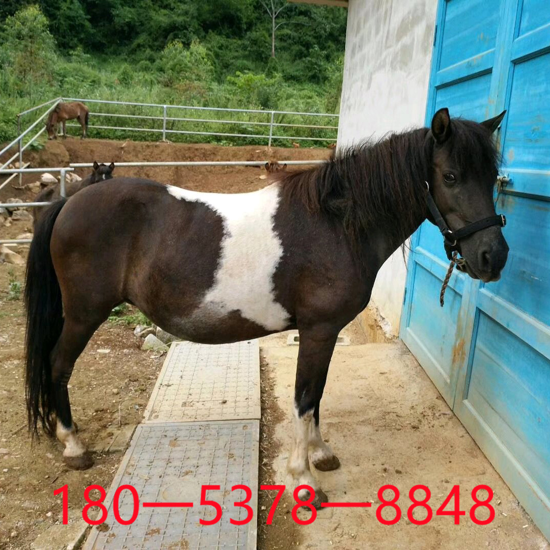 出售进口德保观赏矮马优质迷你袖珍马观光旅游小孩乘骑矮马