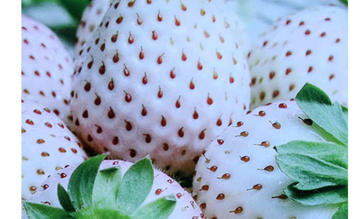 中研盛优白玉奶油草莓种子 白草莓种子盆栽阳台甜美多汁水果籽