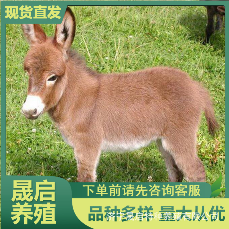 活体设特兰矮马 可骑乘德保矮马养殖价格 网红小火车 宠物小毛驴