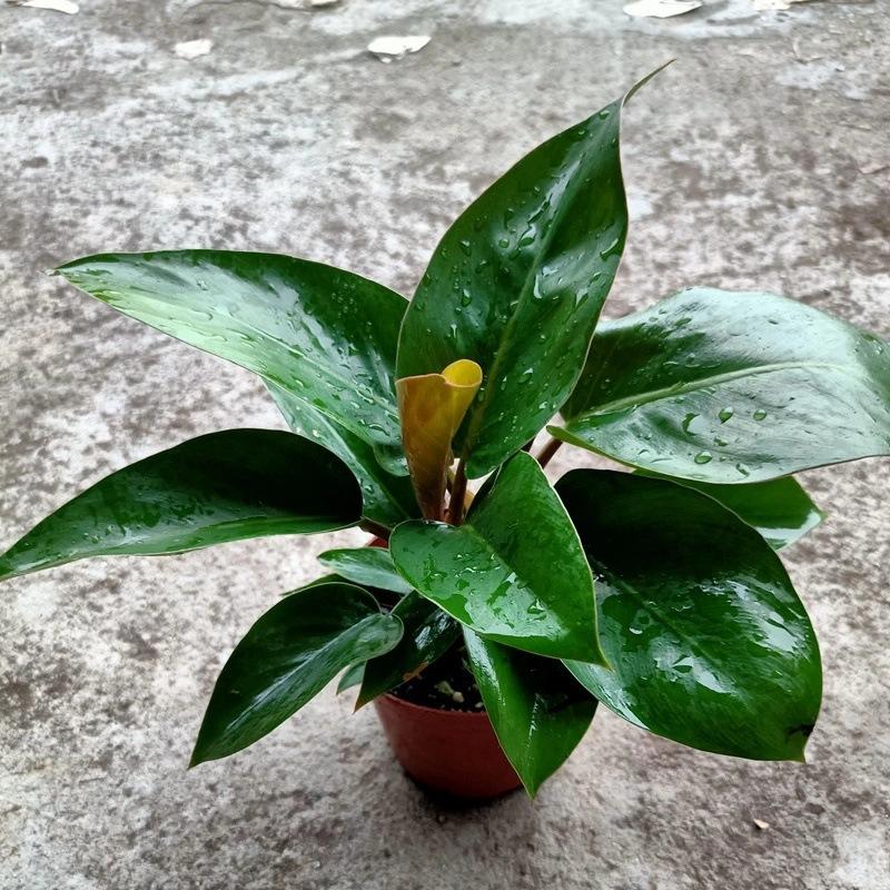 基地直销 绿植盆栽 盆栽花卉 居家绿植 植物花卉 红钻110