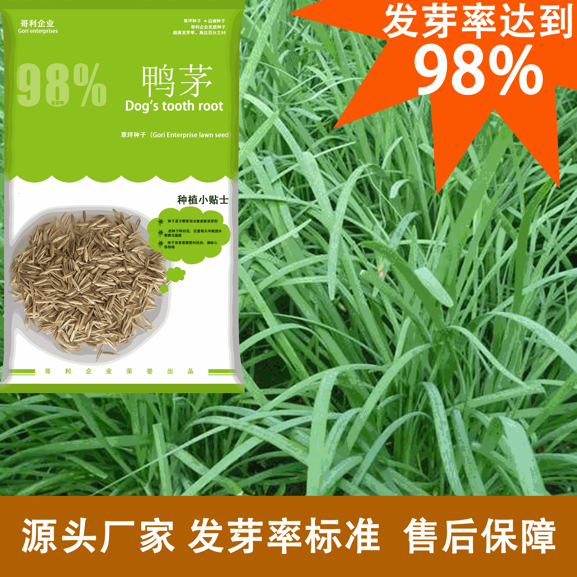 耐阴牧草鸭茅种子牧草种子鸭茅安巴种籽高产农作物种子批发